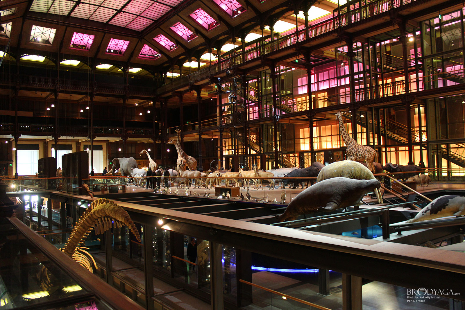 Galerie d'Entomologie